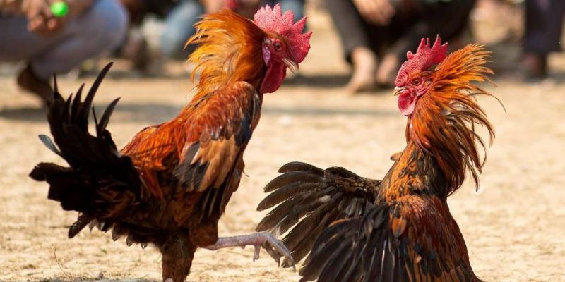 Bạn có thể đăng ký thành viên tại nhà cái và tham gia các diễn đàn về đá gà