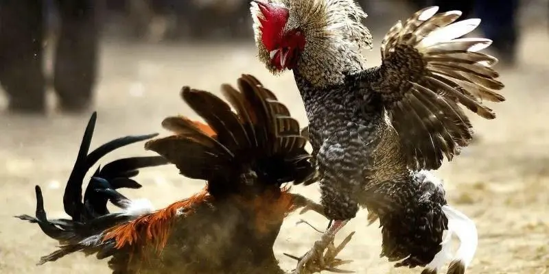 Khái niệm về Trực tiếp đá gà mạnh 