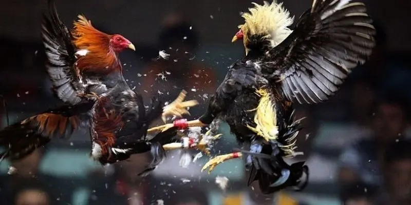 3 chiến lược chơi đá gà mạnh hiệu quả